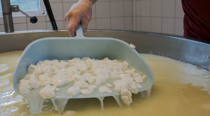 Cheese production in Sweden, photo